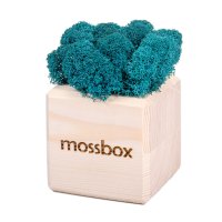 Набор с живым мхом MossBox wooden moray cube